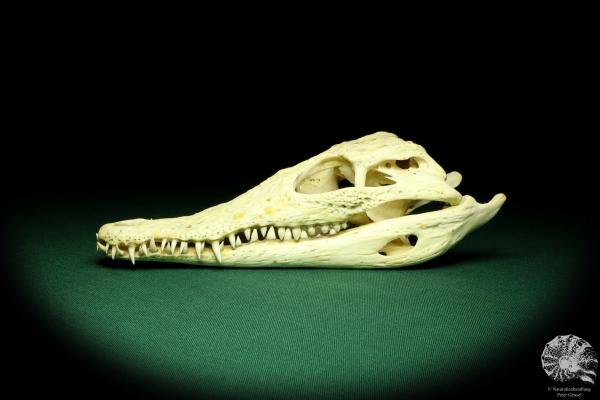 Crocodylus niloticus - Madagascar - (20433)