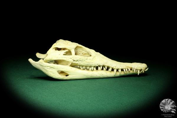 Crocodylus niloticus (20433) a skeleton from Madagascar | Taxidermy | Skeletons