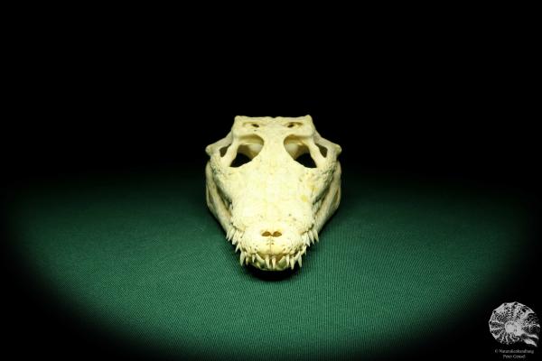 Crocodylus niloticus (20433) a skeleton from Madagascar | Taxidermy | Skeletons