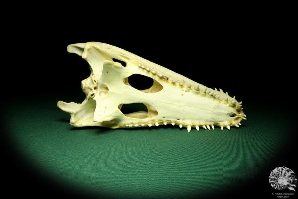 Crocodylus niloticus (20433) a skeleton from Madagascar | Taxidermy | Skeletons