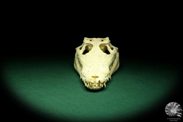 Crocodylus niloticus (20434) a skeleton from Madagascar | Taxidermy | Skeletons