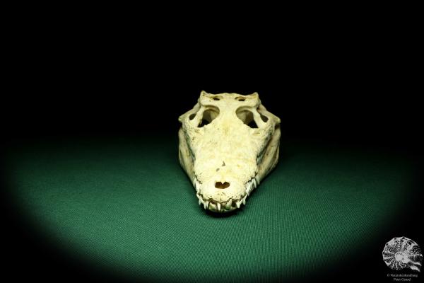 Crocodylus niloticus (20435) a skeleton from Madagascar | Taxidermy | Skeletons