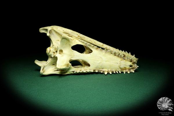 Crocodylus niloticus (20435) a skeleton from Madagascar | Taxidermy | Skeletons