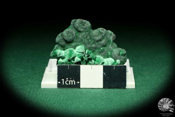 Malachite XX (20442) a thumbnail from DR Congo | Minerals | Thumbnails