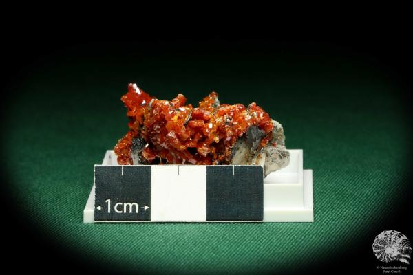 Vanadinite XX on Baryte (20621) a thumbnail from Morocco | Minerals | Thumbnails