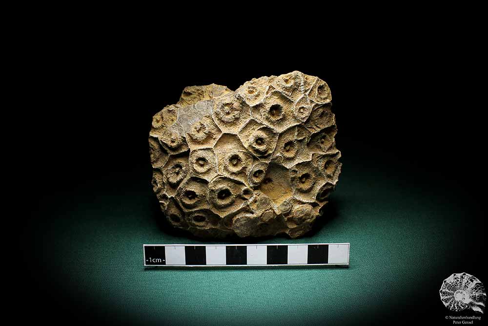 Hexagonaria hexagona (2069) a coral from Morocco | Fossils | Corals