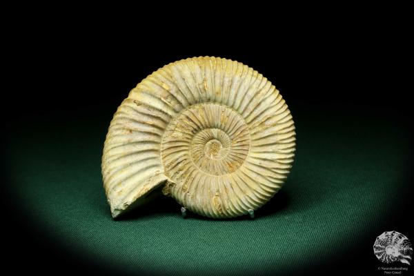 Perisphinctes spec. (20751) a cephalopod from Madagascar | Fossils | Cephalopods