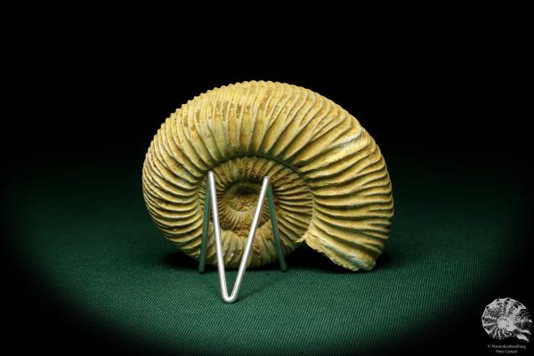 Perisphinctes spec. (20751) ein Kopffüßer aus Madagaskar | Fossilien | Kopffüßer