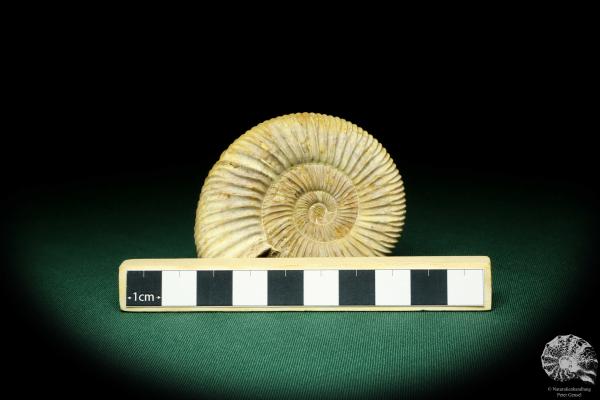 Perisphinctes spec. (20751) ein Kopffüßer aus Madagaskar | Fossilien | Kopffüßer