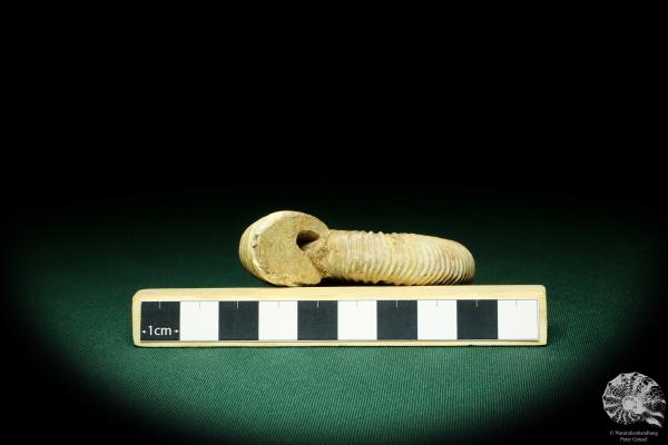 Perisphinctes spec. (20751) a cephalopod from Madagascar | Fossils | Cephalopods