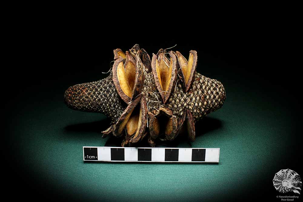 Banksia menziesii (2295) eine Trockenfrucht aus Australien | Trockenfrüchte