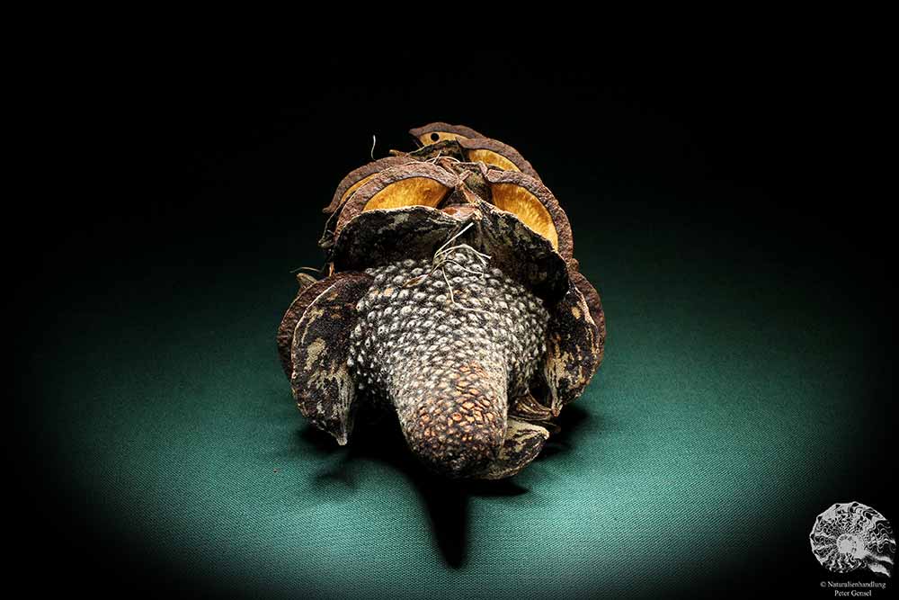 Banksia menziesii (2295) eine Trockenfrucht aus Australien | Trockenfrüchte