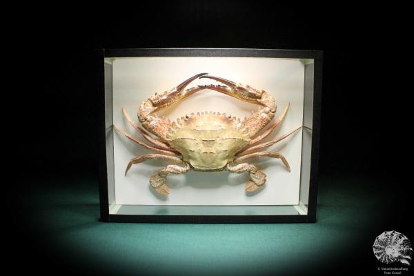 Charybdis natator (2646) a crustacean from Philippines | Taxidermy | Crabs & Shrimps & Limulus