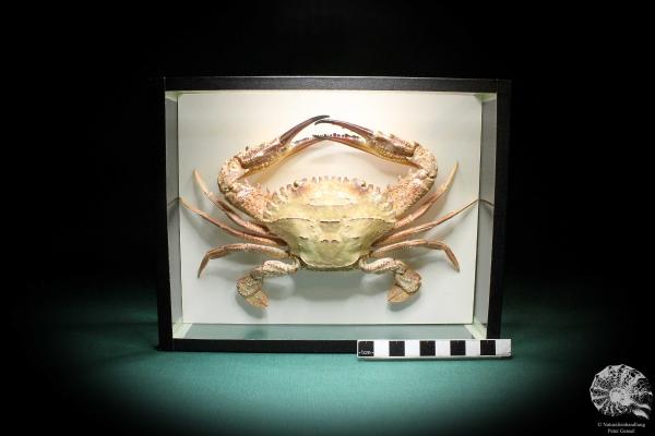 Charybdis natator (2646) a crustacean from Philippines | Taxidermy | Crabs & Shrimps & Limulus