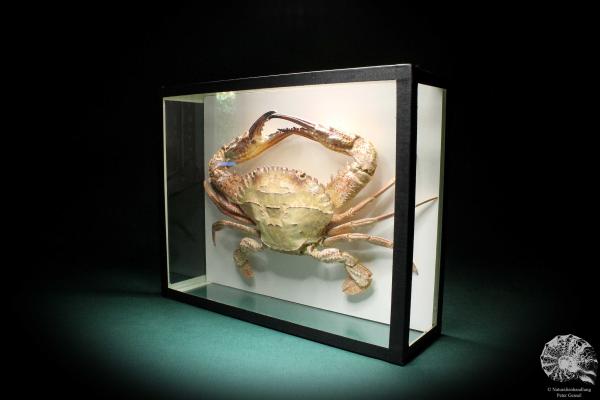 Charybdis natator (2646) a crustacean from Philippines | Taxidermy | Crabs & Shrimps & Limulus