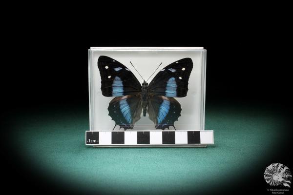 Baeotus baeotus (2848) a butterfly from South America | Taxidermy | Butterflies