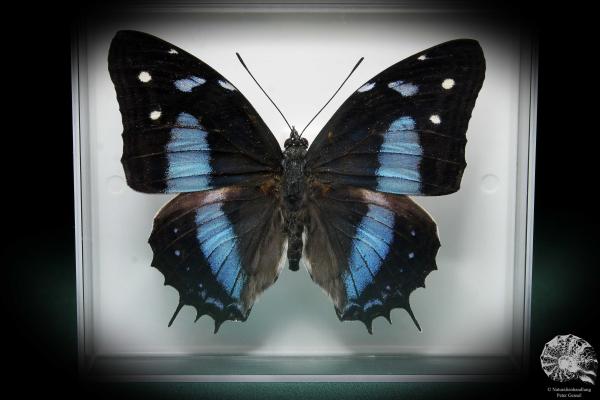 Baeotus baeotus (2848) a butterfly from South America | Taxidermy | Butterflies