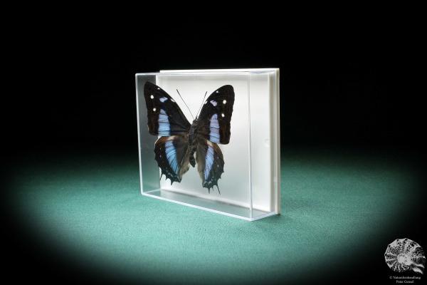 Baeotus baeotus (2848) a butterfly from South America | Taxidermy | Butterflies