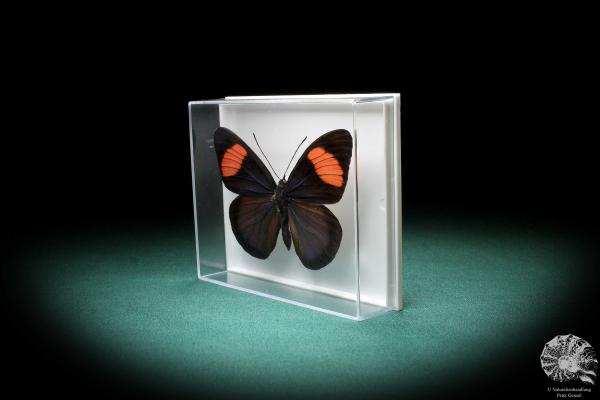 Batesia hypochlora (2866) a butterfly from South America | Taxidermy | Butterflies