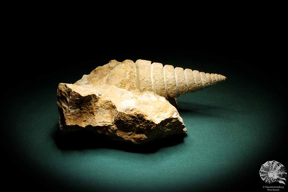 Nerinea spec. (3100) eine Schnecke aus Schweiz | Fossilien | Schnecken