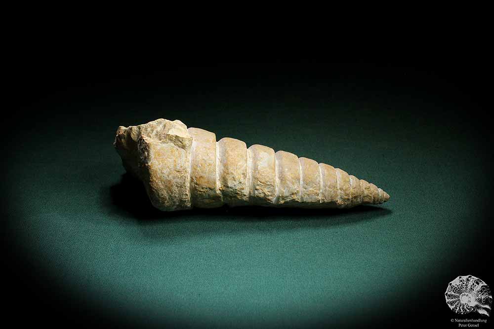 Nerinea spec. (3106) a snail from Switzerland | Fossils | Snails