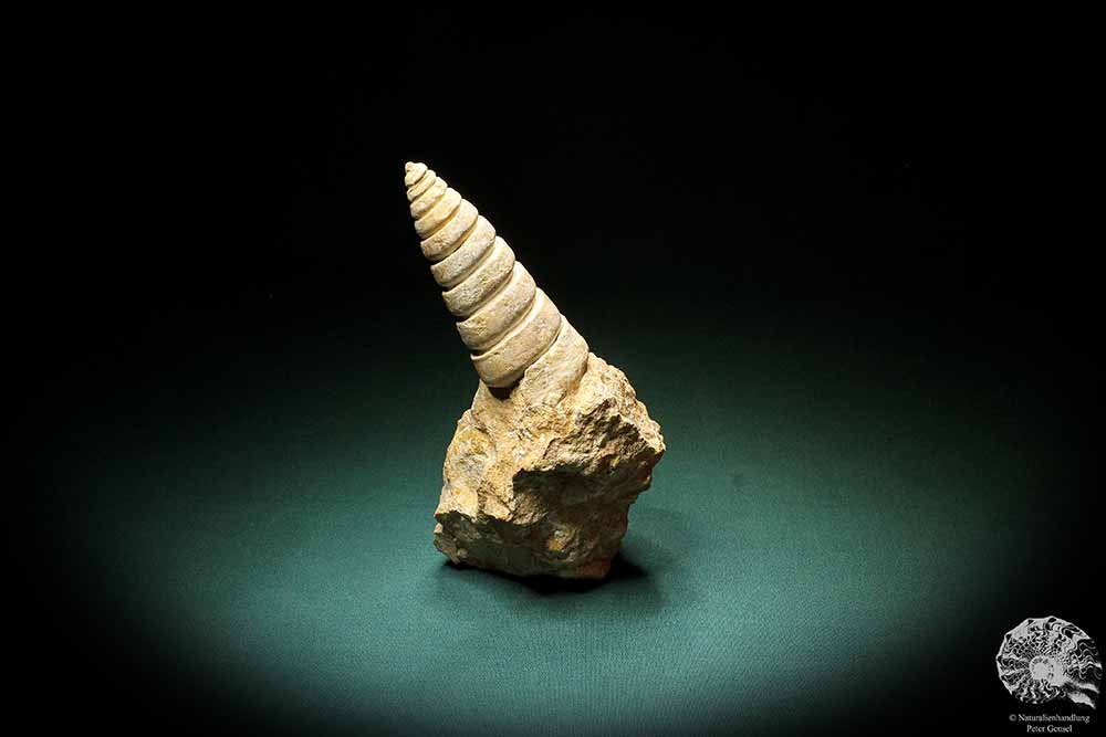 Nerinea spec. (3108) eine Schnecke aus Schweiz | Fossilien | Schnecken