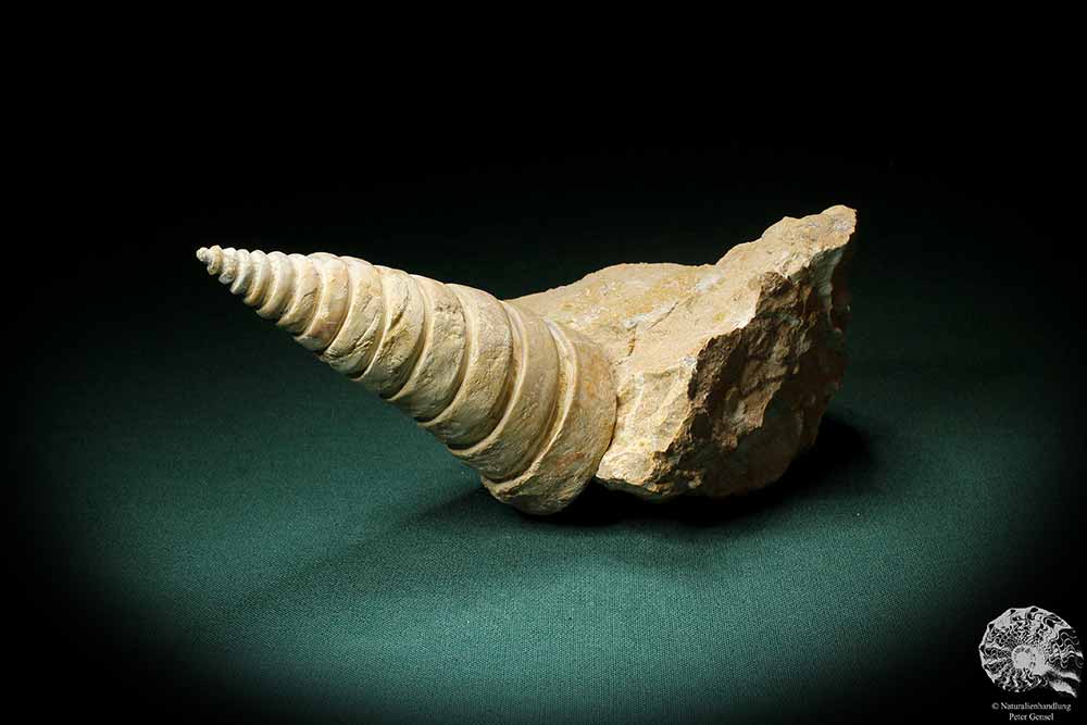 Nerinea spec. (3109) eine Schnecke aus Schweiz | Fossilien | Schnecken