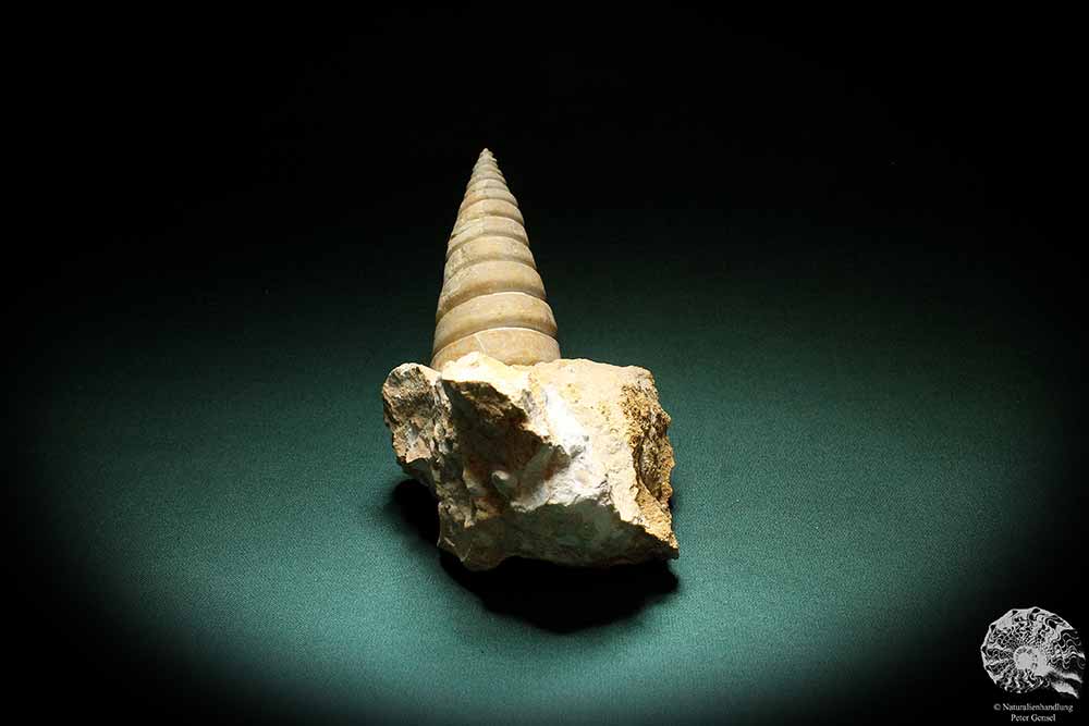 Nerinea spec. (3109) a snail from Switzerland | Fossils | Snails