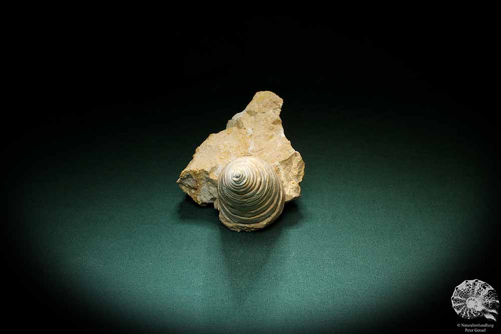 Nerinea spec. (3109) eine Schnecke aus Schweiz | Fossilien | Schnecken