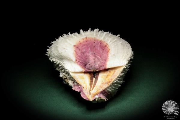 Spondylus varius (33) a shell from Philippines | Conchylia | Shells & Brachiopods