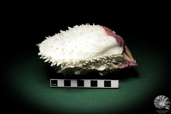 Spondylus varius (33) a shell from Philippines | Conchylia | Shells & Brachiopods