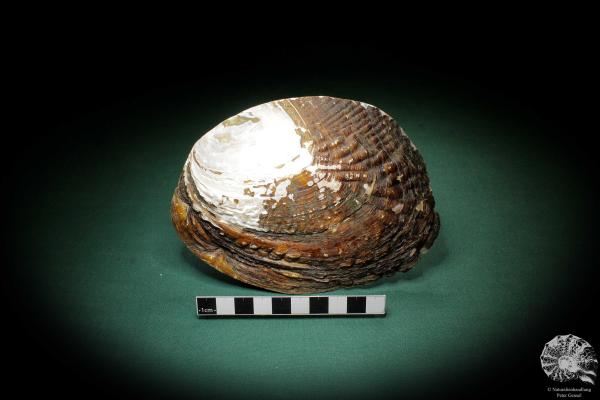 Sinohyriopsis cumingii (3412) a shell from China | Conchylia | Shells & Brachiopods