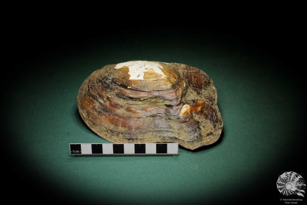 Sinohyriopsis cumingii (3418) a shell from China | Conchylia | Shells & Brachiopods