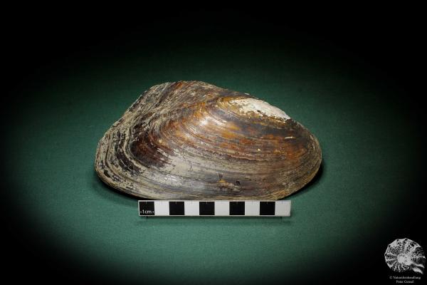 Sinohyriopsis cumingii (3419) a shell from China | Conchylia | Shells & Brachiopods