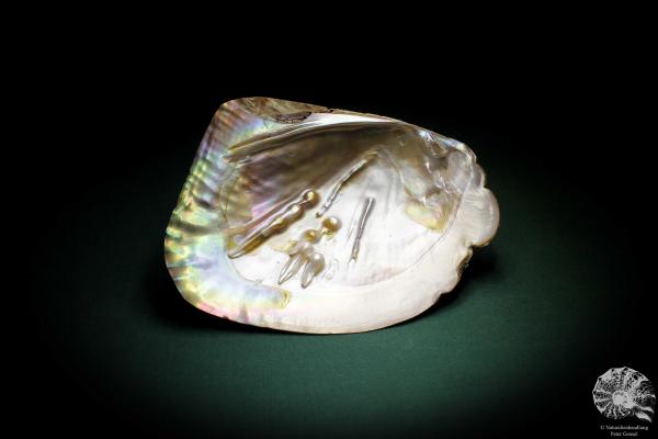 Sinohyriopsis cumingii (3422) a shell from China | Conchylia | Shells & Brachiopods