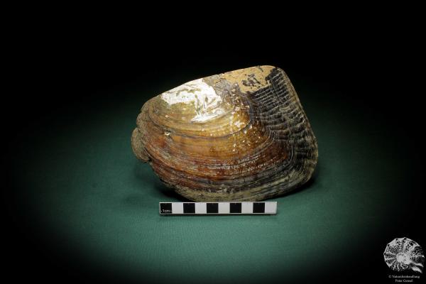 Sinohyriopsis cumingii (3422) a shell from China | Conchylia | Shells & Brachiopods