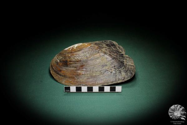 Sinohyriopsis cumingii (3424) a shell from China | Conchylia | Shells & Brachiopods