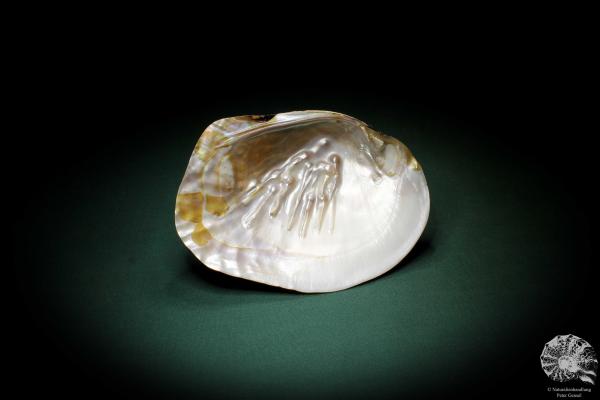 Sinohyriopsis cumingii (3430) a shell from China | Conchylia | Shells & Brachiopods