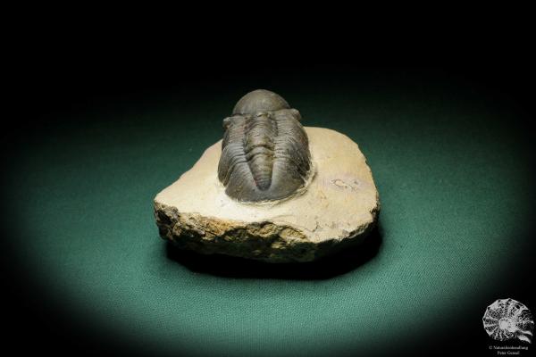 Phacops spec. (3539) ein Trilobit aus Südost-Marokko | Fossilien | Trilobiten