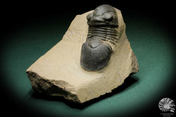 Paralejurus hamlagdadicus (3548) ein Trilobit aus Südost-Marokko | Fossilien | Trilobiten