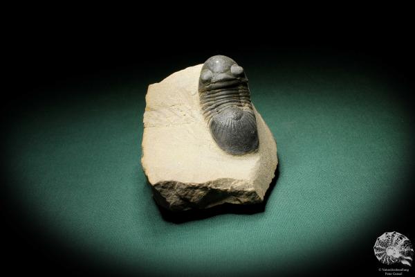 Paralejurus hamlagdadicus (3548) ein Trilobit aus Südost-Marokko | Fossilien | Trilobiten