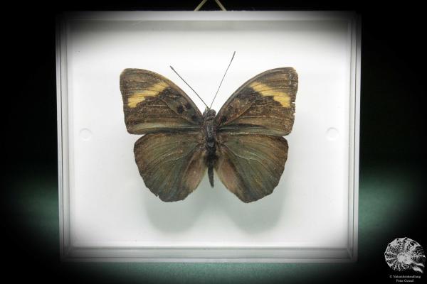 Euphaedra medon (3597) a butterfly from Central Africa | Taxidermy | Butterflies