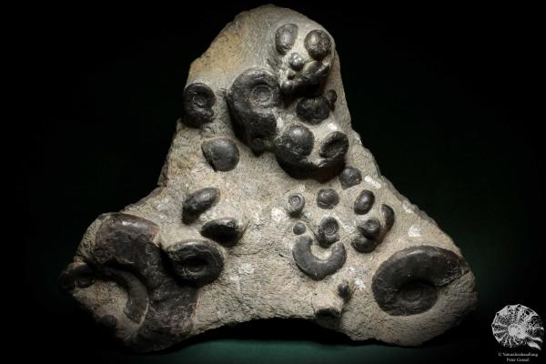 Platyclymenia spec. & Imitoceras spec. & Goniatitidae ssp. (3699) a cephalopod from Morocco | Fossils | Cephalopods