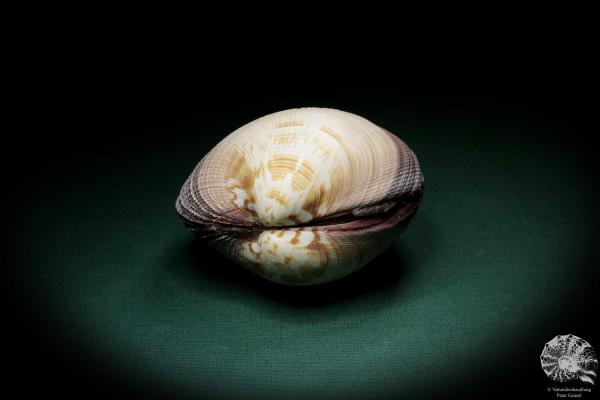 Antigona magnifica (4102) a shell from Indo-Pacific | Conchylia | Shells & Brachiopods