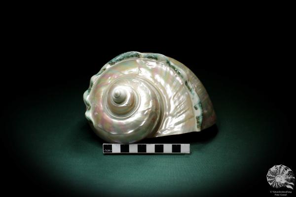 Turbo marmoratus (4117) a snail from Indian Ocean | Conchylia | Snails