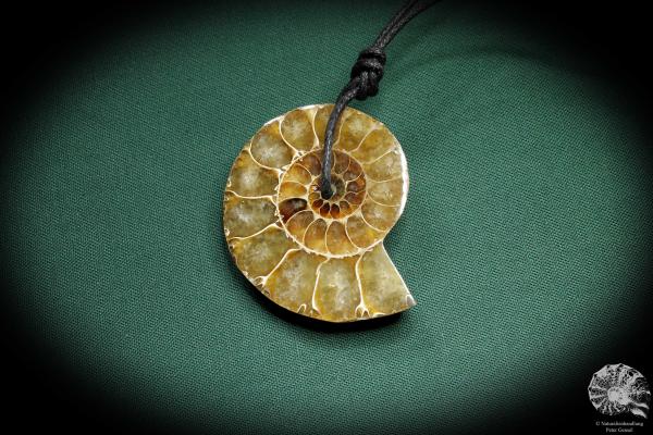 Cleoniceras spec. (4427) a gem from fossils from Madagascar | Nature jewelry | From Fossils