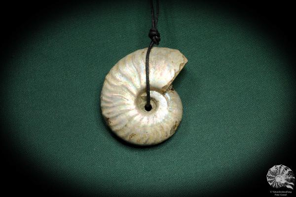 Cleoniceras spec. (4436) a gem from fossils from Madagascar | Nature jewelry | From Fossils