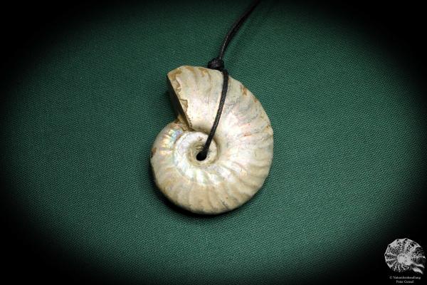 Cleoniceras spec. (4436) a gem from fossils from Madagascar | Nature jewelry | From Fossils