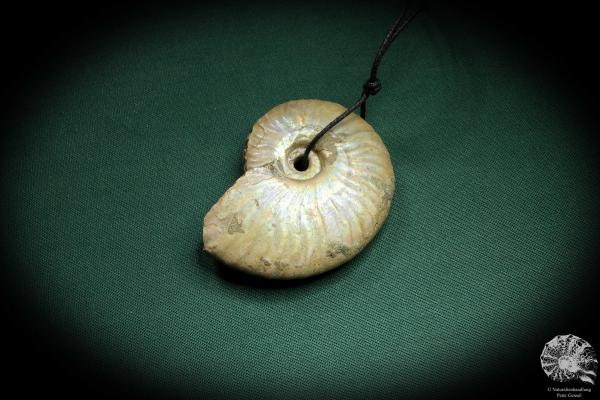 Cleoniceras spec. (4437) a gem from fossils from Madagascar | Nature jewelry | From Fossils