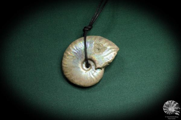 Cleoniceras spec. (4441) a gem from fossils from Madagascar | Nature jewelry | From Fossils